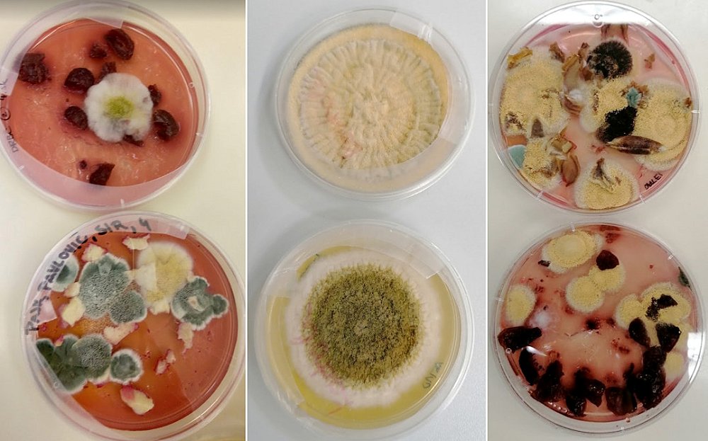 Mikroorganizmi v našem okolju in telesu