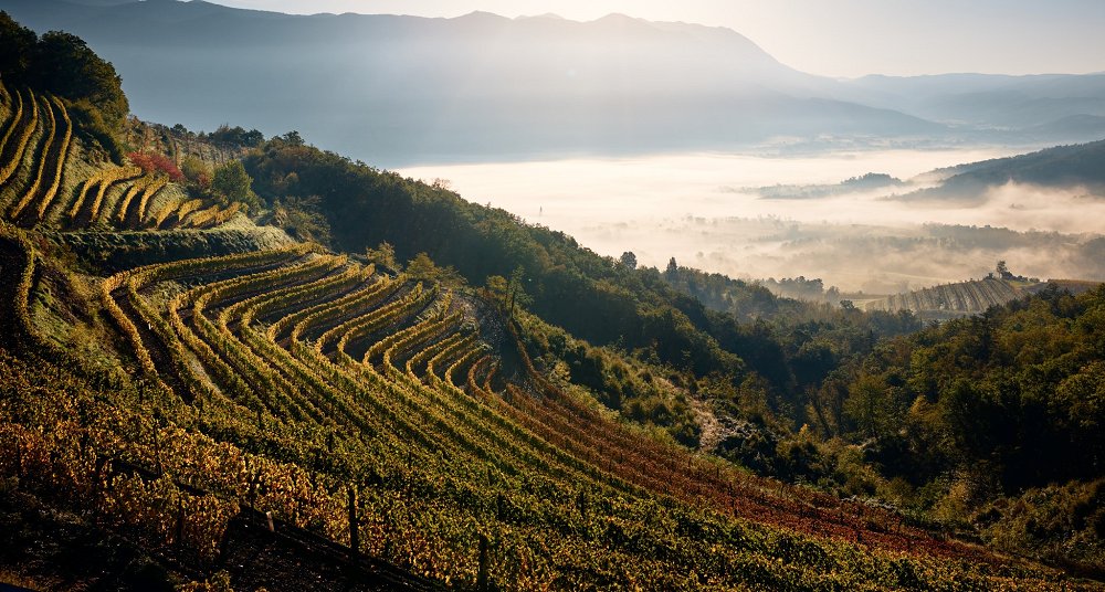 Prožnost vinogradov v dobi podnebnih nestanovitnosti